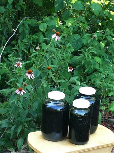 Processing our tinctures