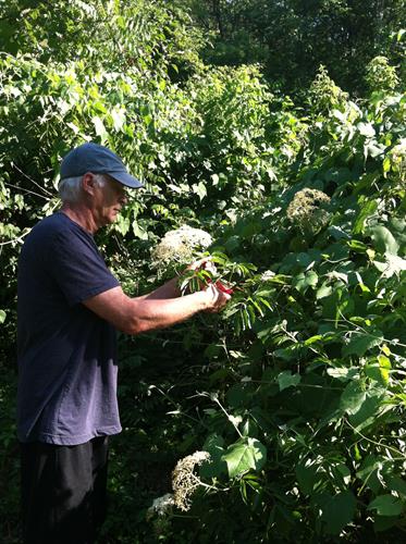 Gathering Passion Flower Herb