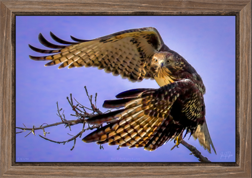 Red-tailed Raptor Rapture