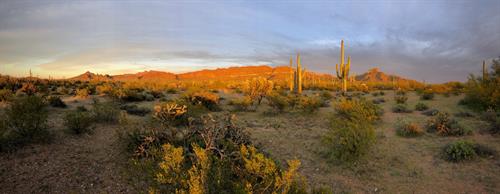 2020 - LOCAL BONUS! - Sonoran desert sunset south of Why, Arizona (40x16 panorama)