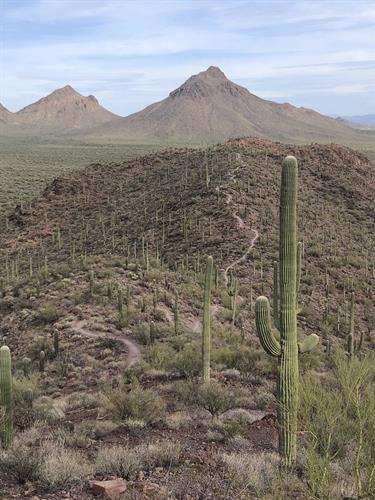 2021 - LOCAL BONUS! - Brown Mountain trail near Saguaro NP, Tucson (24x20)