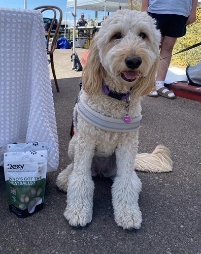 This Golden Doodle, visiting Rexy at the Scottsdale Living Farmers Market, loves her Who's Got the Meatballs Freeze Dried Chicken Meatballs