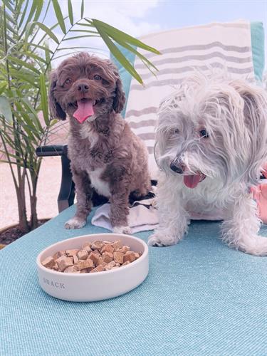 Lucy & Ralph enjoy Summer Fun in Fountain Hills