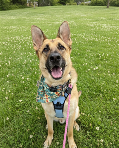 Gallery Image Viggo_McKelvie.png