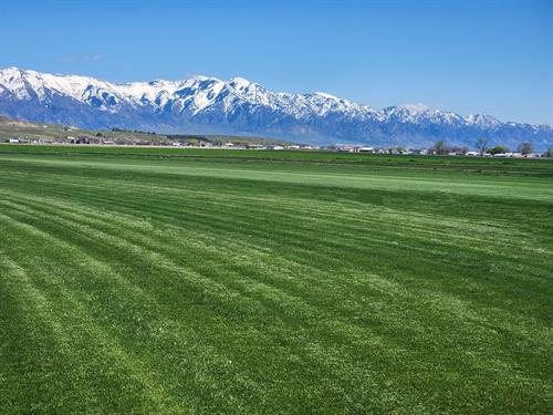 Chanshare Sod Farms