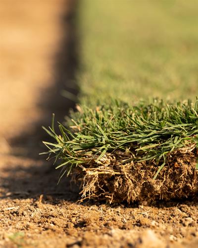 Tahoma 31 Bermudagrass