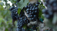 Gallery Image hab-wine-grapes2.png