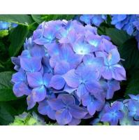 Chatham Hydrangea Festival