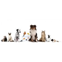 ST. CHRISTOPHER'S CHURCH BLESSING OF THE ANIMALS