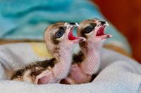 Speaker Series: Osprey - Egg Incubation, Chick Rearing and Wild Fostering