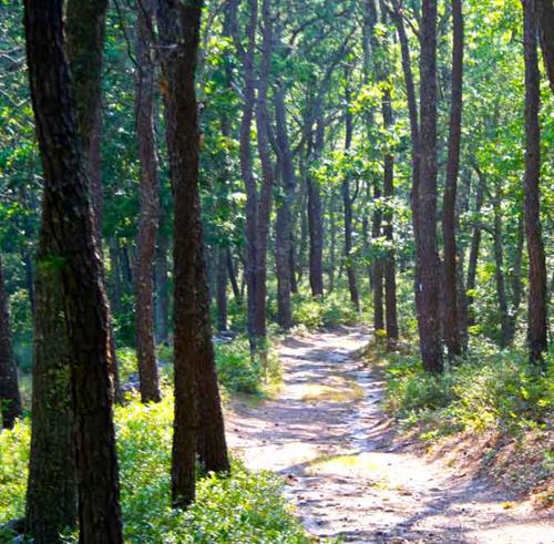 Forest Bathing Forest Bathing