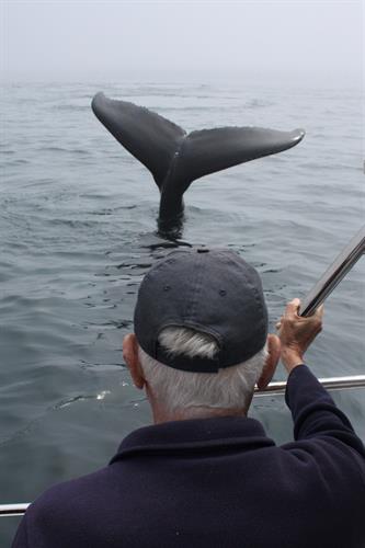 Whale Watching and Fishing Tour