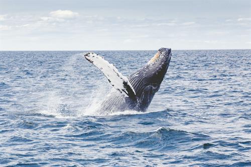 Gallery Image Provincetown_whale_watch.jpg