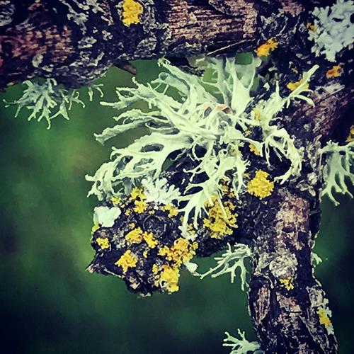 Lichens at Barclay's Pond