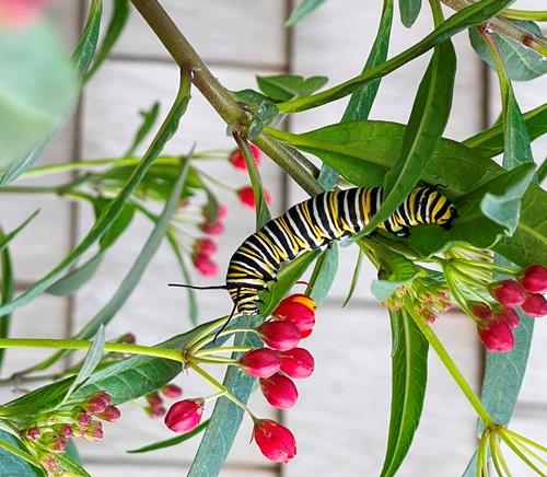 Monarch caterpillar 2022
