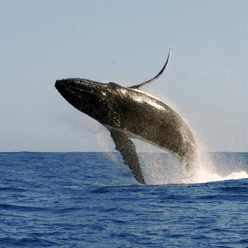 Gallery Image 30SCI-whales-mediumSquareAt3X.jpg
