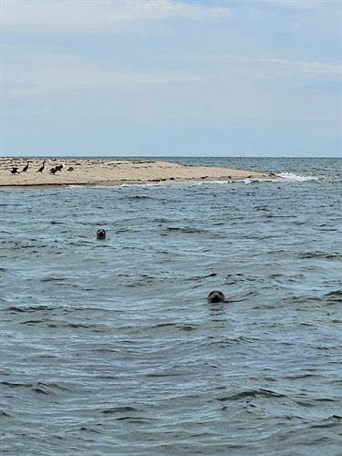 Seals frequent the Lighthouse Landing on South Monomoy.