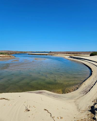 Along the constantly-shifting sands of Monomoy, inlets open and close to slat and freshwater ponds regularly. These are great places to wade and explore for shells and stones.
