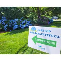 9th Annual Cape Cod Hydrangea Festival 