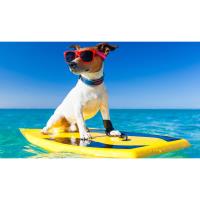 City of Hermosa Beach: Press Release | HERMOSA BEACH 2023 DOG LICENSES AVAILABLE SEPTEMBER 19