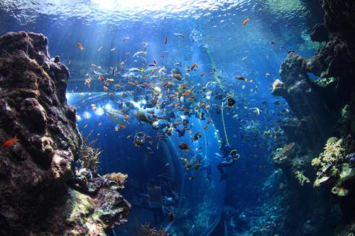Steinhart Aquarium - Home to nearly 40,000 live animals