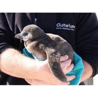 Endangered African Penguin Chick Born at Gulfarium