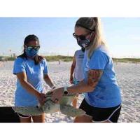 Three Rehabilitated Sea Turtles Successfully Released