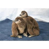 Gulfarium Announces New Penguin Chick Encounter