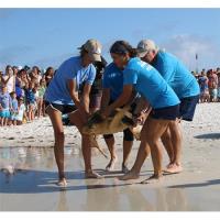 Six Rehabilitated Sea Turtles Successfully Released