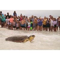Gulfarium C.A.R.E. Center Successfully  Releases Nine Rehabilitated Sea Turtles