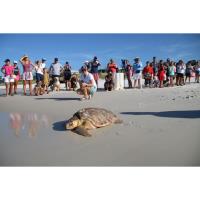 Gulfarium C.A.R.E. Center Successfully Releases Five Rehabilitated Sea Turtles