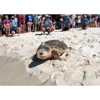 Gulfarium C.A.R.E. Center Successfully Releases Four Rehabilitated Sea Turtles - One Adorned with a Satellite Tag