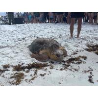 Gulfarium C.A.R.E. Center Successfully Releases Five Rehabilitated Sea Turtles Back into the Gulf of Mexico