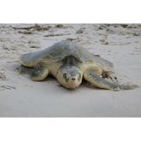 Four Rehabilitated Sea Turtles Successfully Released - July 2022