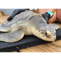 Gulfarium Press Announcement - Cold Stunned New England Sea Turtle Successfully Released