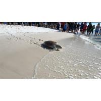 Gulfarium Press Announcement - Two Sea Turtles Return to the Gulf of Mexico