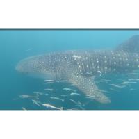 Destin-Fort Walton Beach Tourism Participates in Unique Whale Shark Tagging Effort