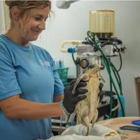 Gulfarium CARE Center Welcomes Eight Cold-Stunned Kemp’s Ridley Sea Turtles in Critical Rescue Effort