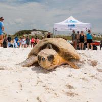 More Than 500 Guests Gather to Watch Two Sea Turtles Return Home at Topsail Hill
