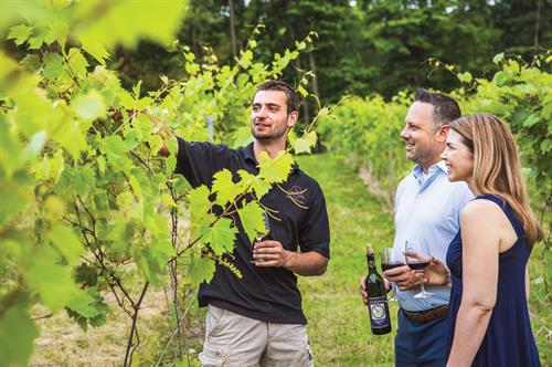 Vineyard tour with Alex the Vineyard Manager