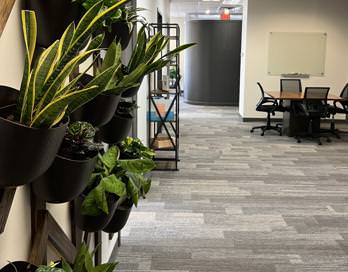 Open space - featuring a plant wall, built by one of our co--founders