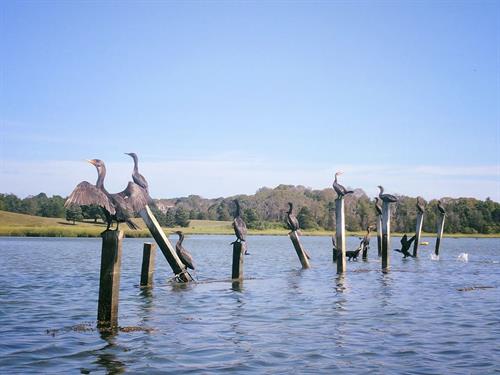Cormorants drying off on an old oyster farm foundation in Nauset Marsh. 
