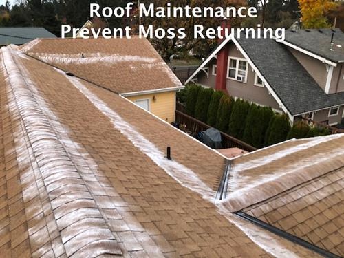 Roof Maintenance To Prevent Moss Re-Growth