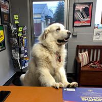 Capone the best shop dog