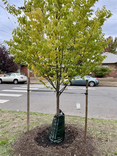 Tree Planting & Establishment