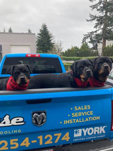 Gallery Image Dogs_in_truck.jpg Gallery Image Dogs_in_truck.jpg