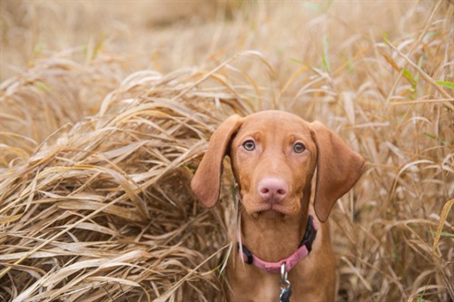 Gallery Image Bella_and_Kinsey-25.jpg