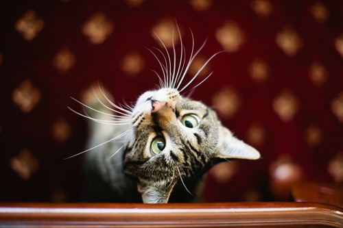 Gallery Image Brown_Cats-64.jpg