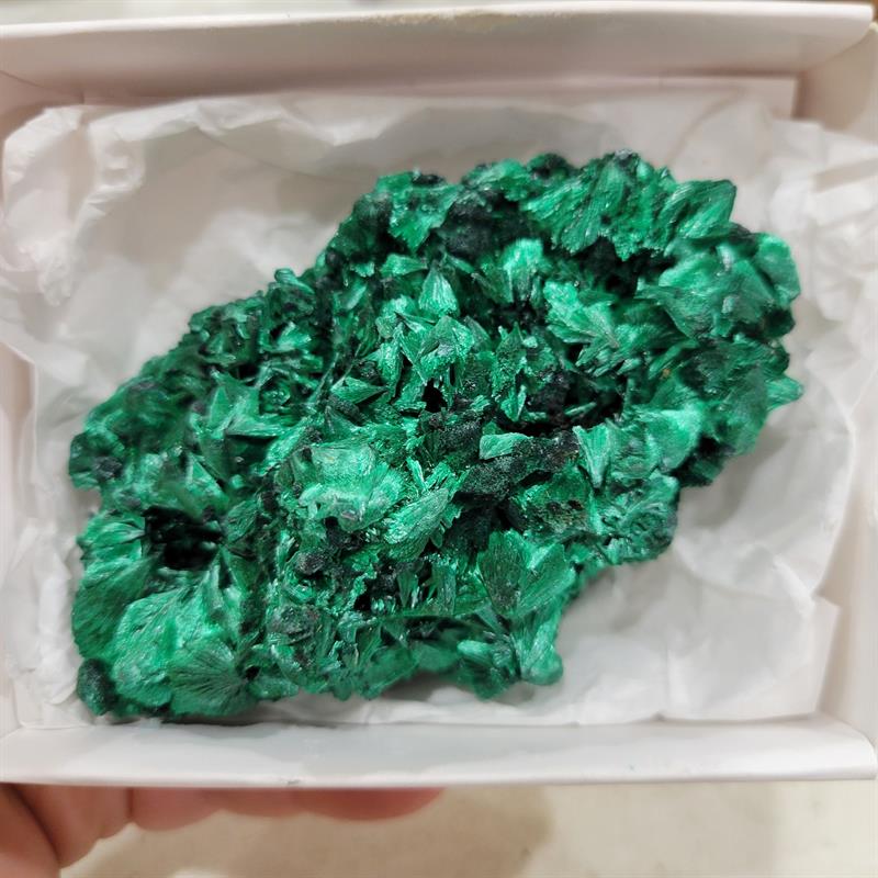 Fiborus Malachite Specimen just arrived and is waiting for it's special person to come adopt it!