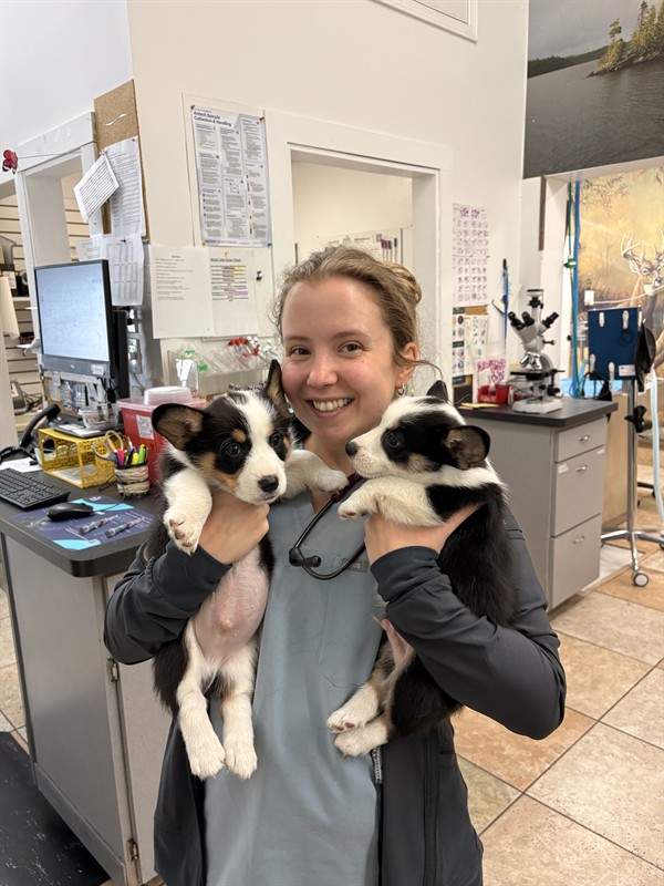Dr. Michalicek with some cute puppies